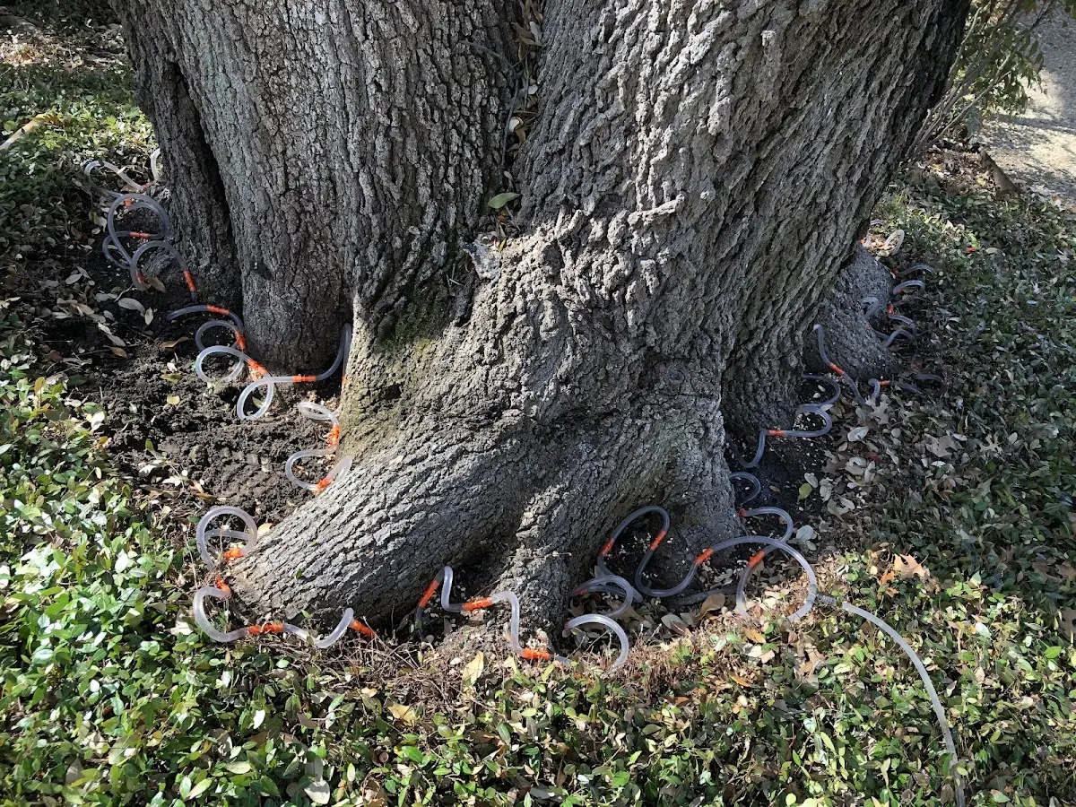 Detailed Tree Cabling and Bracing job site in Spring Branch