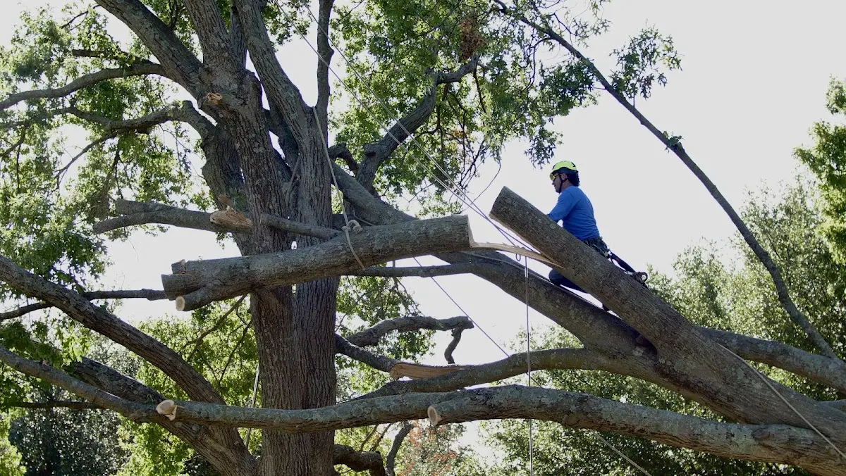 Professional Hazardous Tree Removal performed by certified arborists in Spring Branch