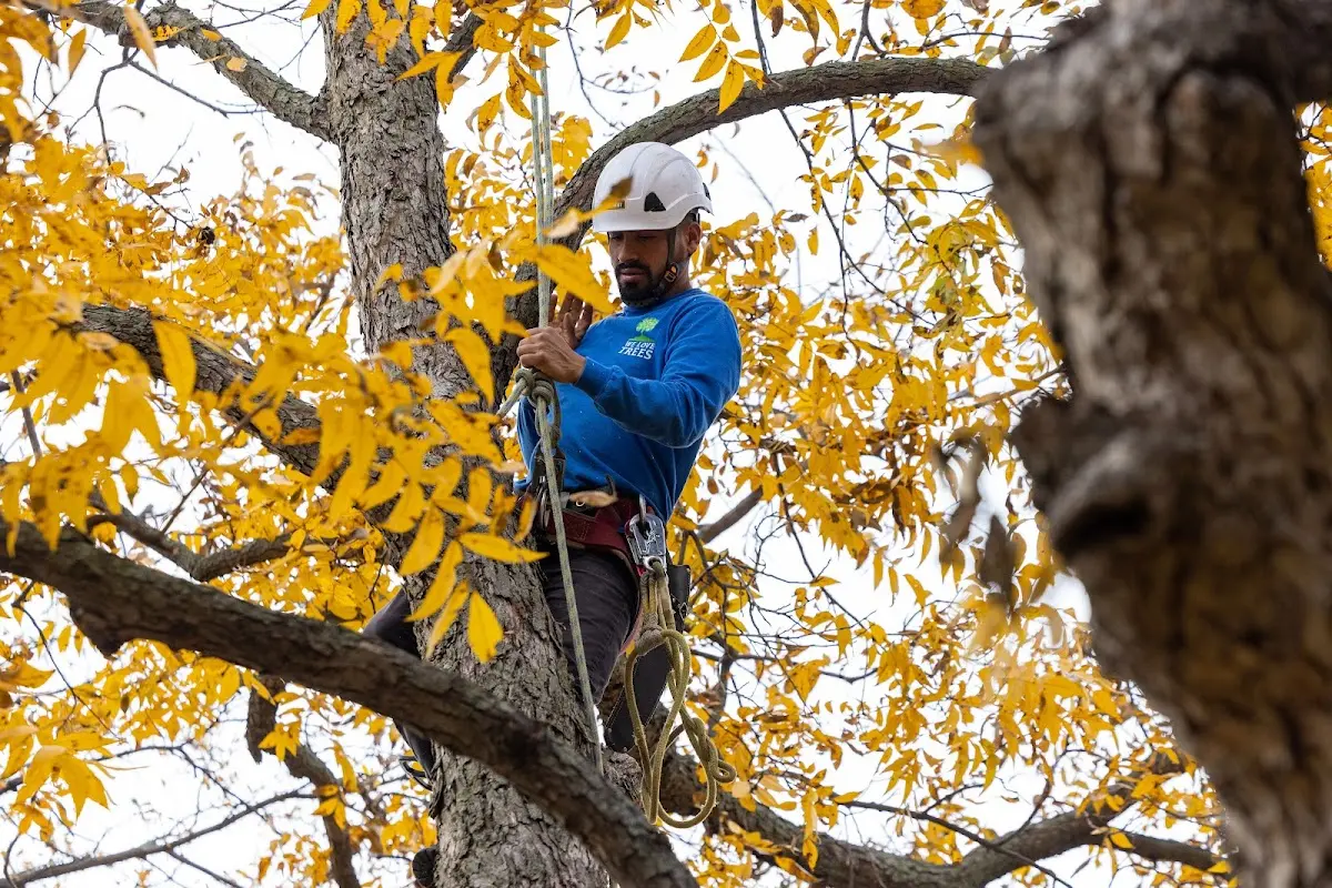 Skilled Storm Damage Cleanup crew working in Spring Branch