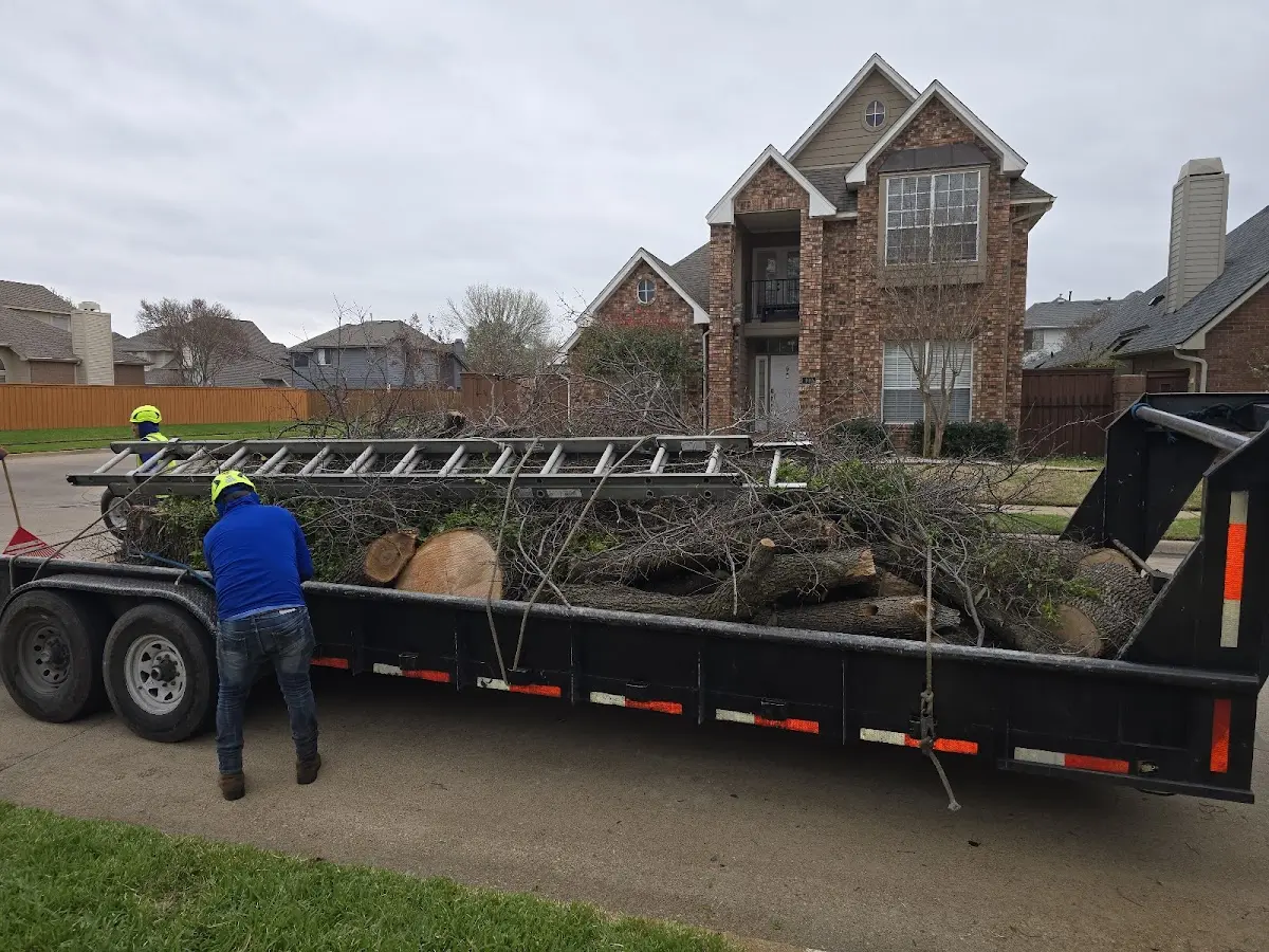 Expert Tree Removal with proper safety equipment in Spring Branch